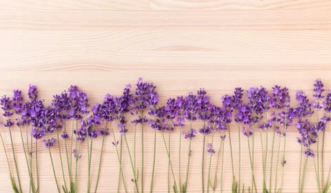 Lavender blossoms Stock Photos
