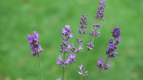 Lavender blossoms rotating on meadow background Stock Footage 262343358