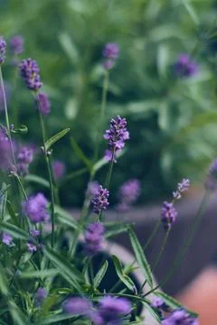 Lavender blossoms with shallow depth of field Stock Photos