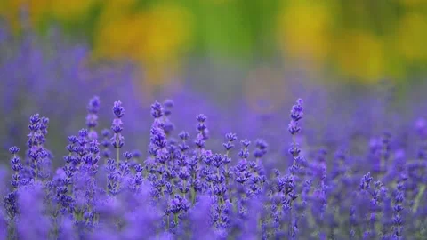 Lavender blossoms with a vibrant green background in 4K, gentle and soft focus. Stock Footage 291885772