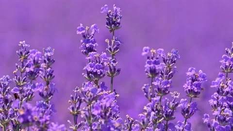 Lavender blowing by the wind, close-up. Video stock 223783360