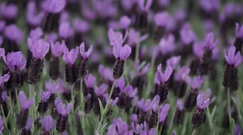 Lavender Blowing in the Wind Stock Footage 22420665