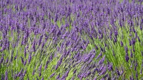 Lavender blowing in the wind Stock Footage 40548077