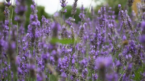 Lavender Blowing in the Wind Stock Footage 80199266