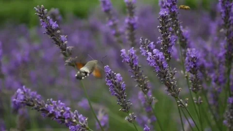 Lavender Blowing in the Wind Stock Footage 80199274