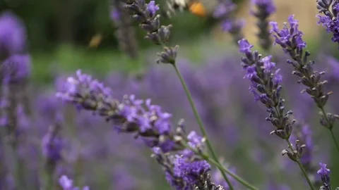 Lavender Blowing in the Wind Stock Footage 80199297