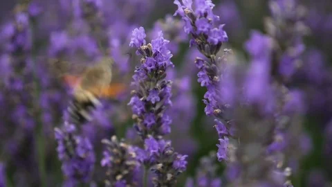 Lavender Blowing in the Wind Stock Footage 80199316