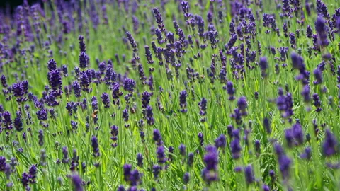 Lavender blowing in the wind 库存影片 131040130