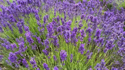 Lavender blowing in the wind Video stock 280261765