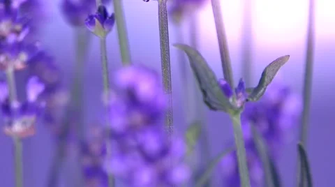 Lavender on blurred background. Video stock 54707124
