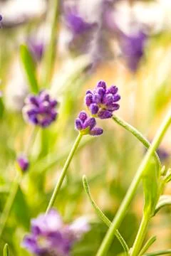 Lavender with blurred background Stock Photos
