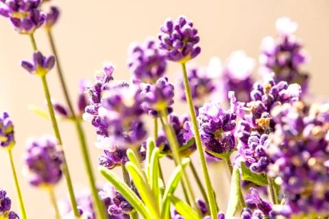 Lavender with blurred background Stock Photos