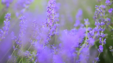 Lavender on a blurred green backdrop in 4K slow motion, serene and natural. Stock Footage 293362684