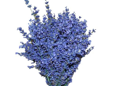 Lavender bouquet isolated on white background Photos