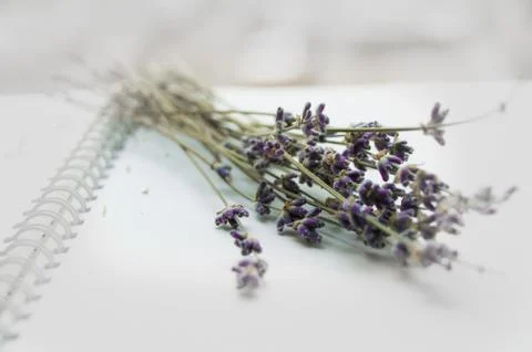 Lavender bouquet on an open notebook, selective focus, romantic card, layout  Stock Photos