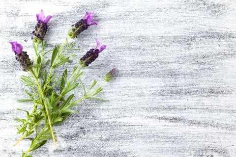 Lavender bouquet. Stock Photos