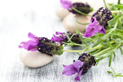 Lavender bouquet. Stock Photos