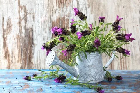 Lavender bouquet. Stock Photos