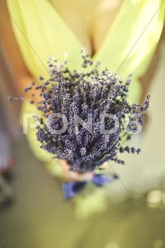Lavender bouquet in women hands. close up Stock Photos
