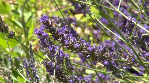 Lavender branch with flowers in it - close up, bee in background Stock Footage 50781024