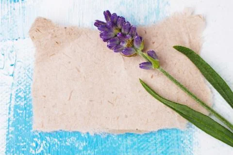Lavender branch Stock Photos