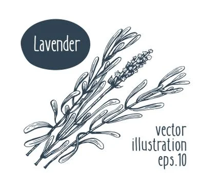 Lavender branch. Vector illustration for design menu, packaging and recipes Stock Illustration