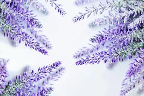 Lavender branches background Stock Photos