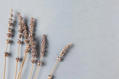 Lavender branches on grey background, copy space. Bottom location. Stock Photos