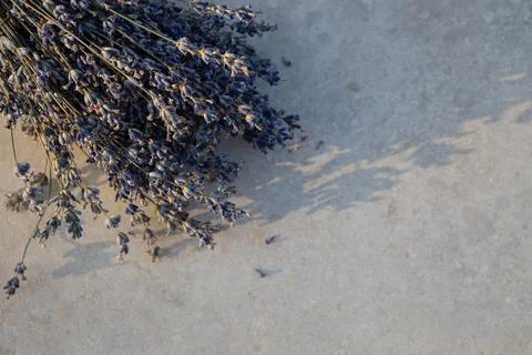 Lavender branches on light textured background, in soft sunset light, neutral Stock Photos