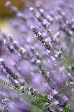 Lavender bud Foto stock