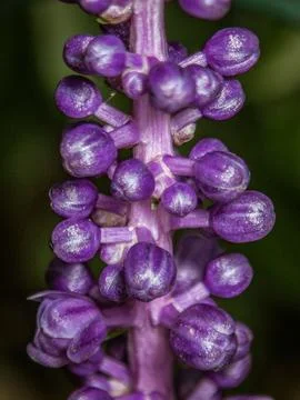 Lavender-buds-04 Stock-Fotos
