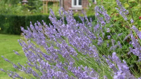 Lavender with bumblebees Stock Footage 158179185
