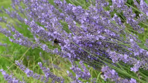 Lavender with bumblebees Stock Footage 158179212