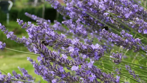 Lavender with bumblebees Stock Footage 158179231