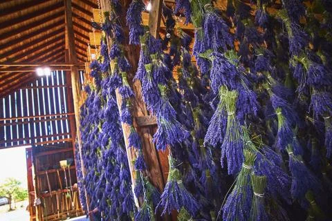 Lavender Bunches Drying in Rustic Barn Interior Sequim Lavender Farm Flower.. Stock Photos