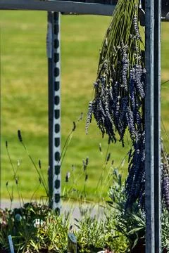 Lavender bundle hanging and drying in summer sun Stock Photos