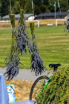 Lavender bundle hanging and drying in summer sun Stock Photos