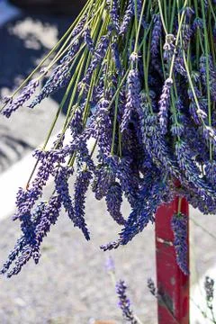 Lavender bundle hanging and drying in summer sun Stock Photos
