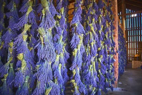 Lavender Bundles Hanging To Dry In Rustic Barn Interior At Sequim Washingto.. Stock Photos
