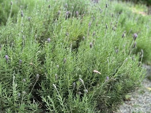 Lavender bush in bloom Stock Photos