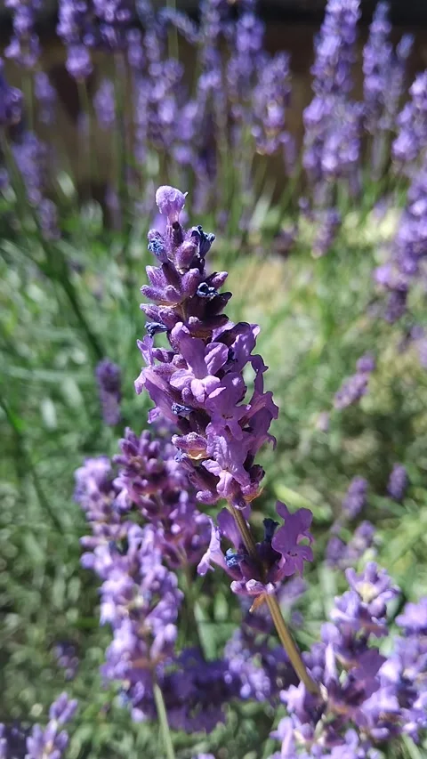 Lavender bush in the daytime in sunlight close up. Natural floral background Stock-Footage 329936236