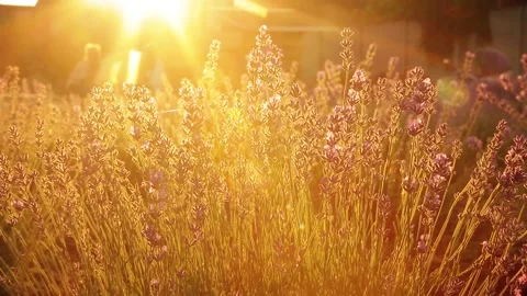 Lavender bush. Evening, Bright rays of the setting sun. Stock Footage 156523562