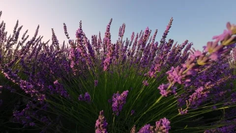 A lavender bush glowing in the light of the setting sun on a warm summer ev.. Stock Footage 284085193