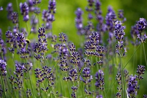 Lavender bush Stock Photos