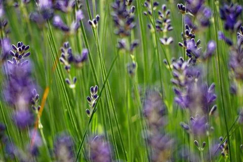 Lavender bush Stock Photos