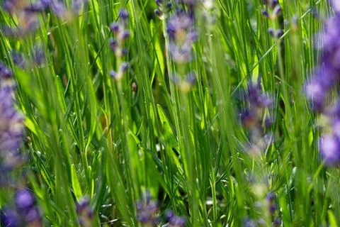 Lavender bush Stock Photos