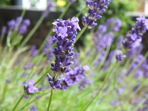 Lavender bush Stock Photos