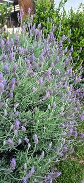 Lavender bush Stock Photos