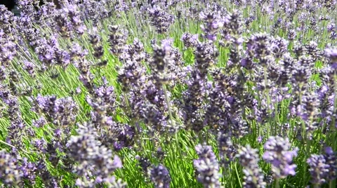 Lavender Bush in Summer with bees Stock Footage 53049685