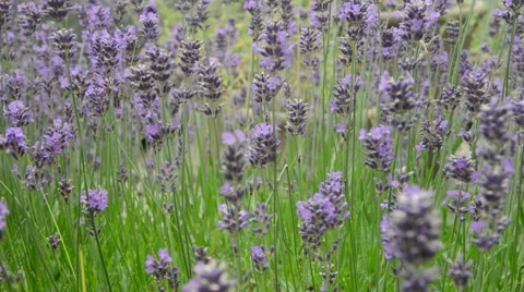 Lavender Bush in Summer with bees Stock Footage 53051292